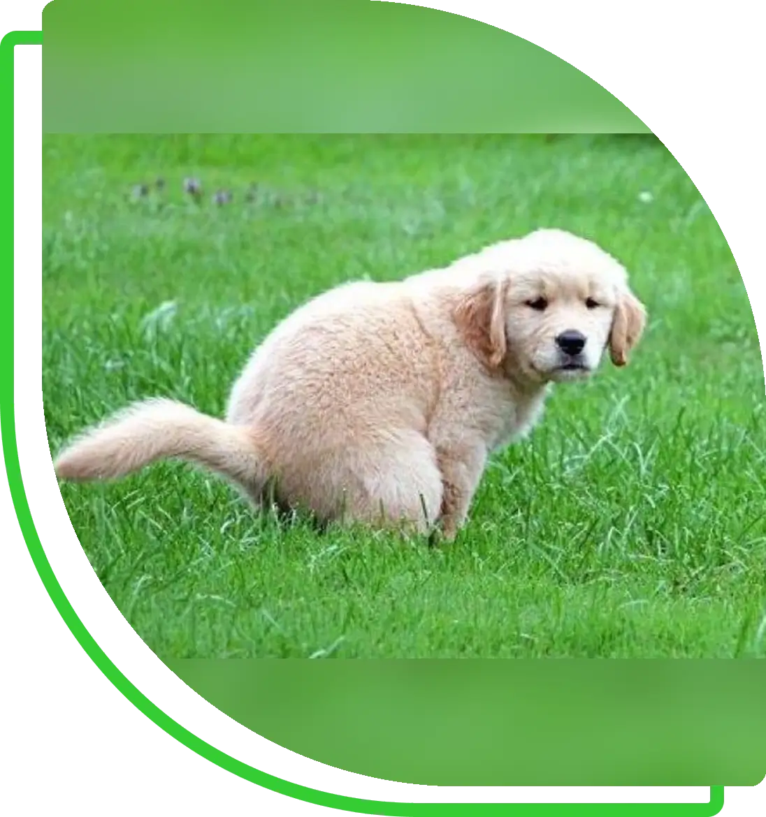 Golden retriever puppy sitting on green lawn