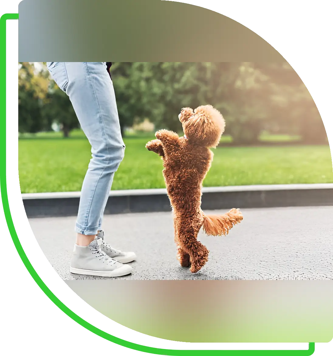 Small brown poodle standing on hind legs