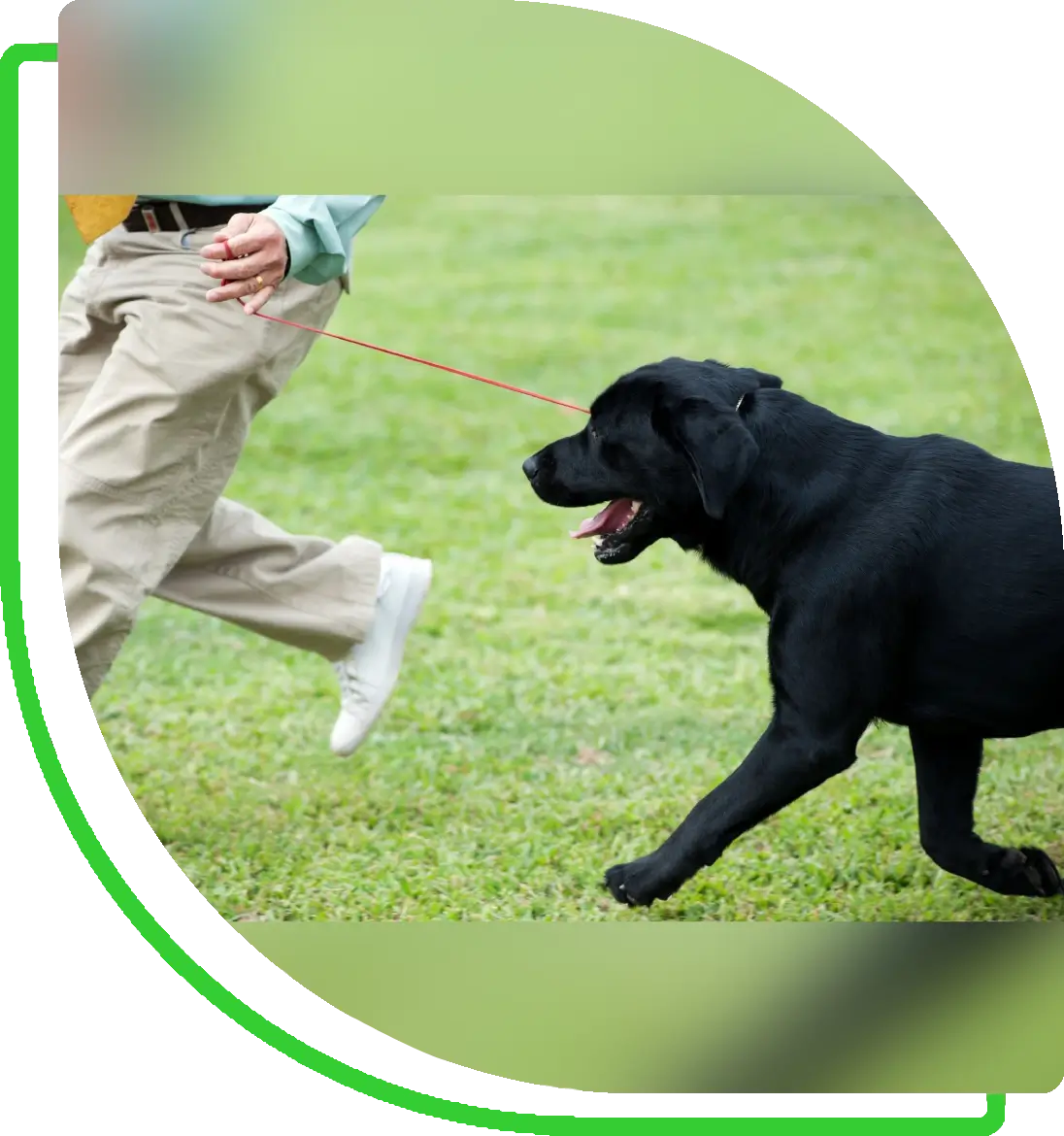 Black lab chasing a runner on grass